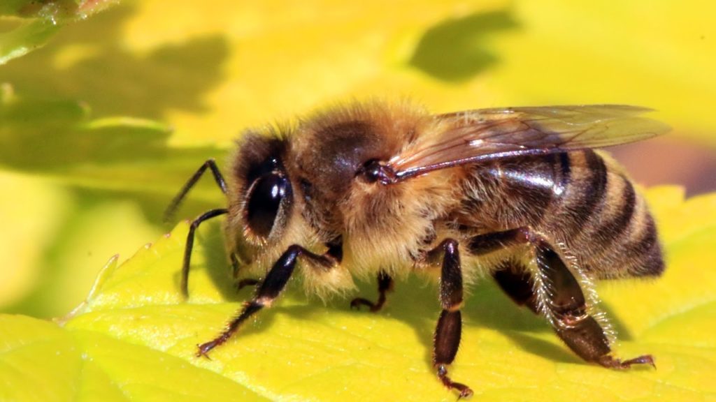 Top 10 lucruri despre albine